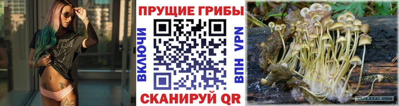 blacksprut ССЫЛКА Нижнекамск Галлюциногенные грибы Psilocybe